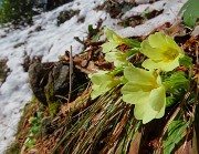 62 Primule in fiore si sono scrollate  il peso della neve 